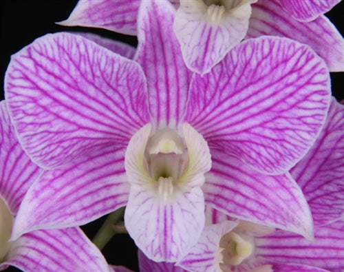 Den. Hawaiian Stripes | BS not in bloom