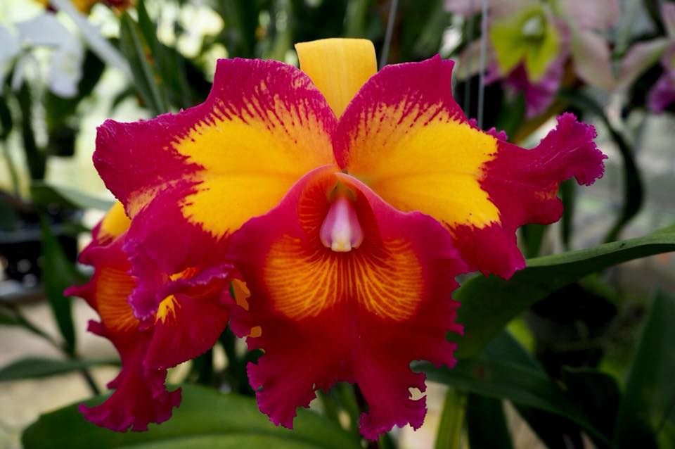 Rlc. Lai Ching-Te | Live NBS Orchid not in bloom