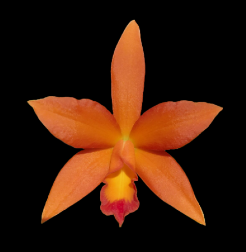 Ctt. Caribbean Treat (Trick or Treat x Caribbean) | Live orchid plant | NBS