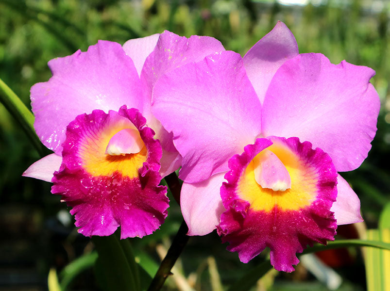 Rhyncholaeliocattleya Suwannaphum Fancy 'Jairak' | BS not in bloom