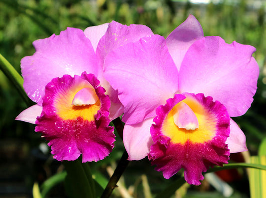 Rhyncholaeliocattleya Suwannaphum Fancy 'Jairak' | BS not in bloom