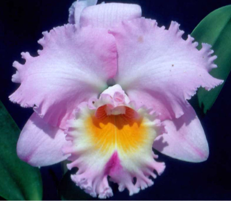 Rhyncholaeliocattleya Mishima Choice 'Blumen Insel' | BS Not in Bloom