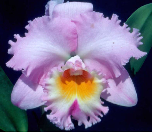 Rhyncholaeliocattleya Mishima Choice 'Blumen Insel' | BS Not in Bloom