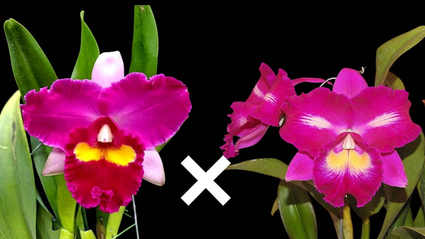 Rlc. Chief Elegant 'YoYo' | 3" pot | BS not in bloom