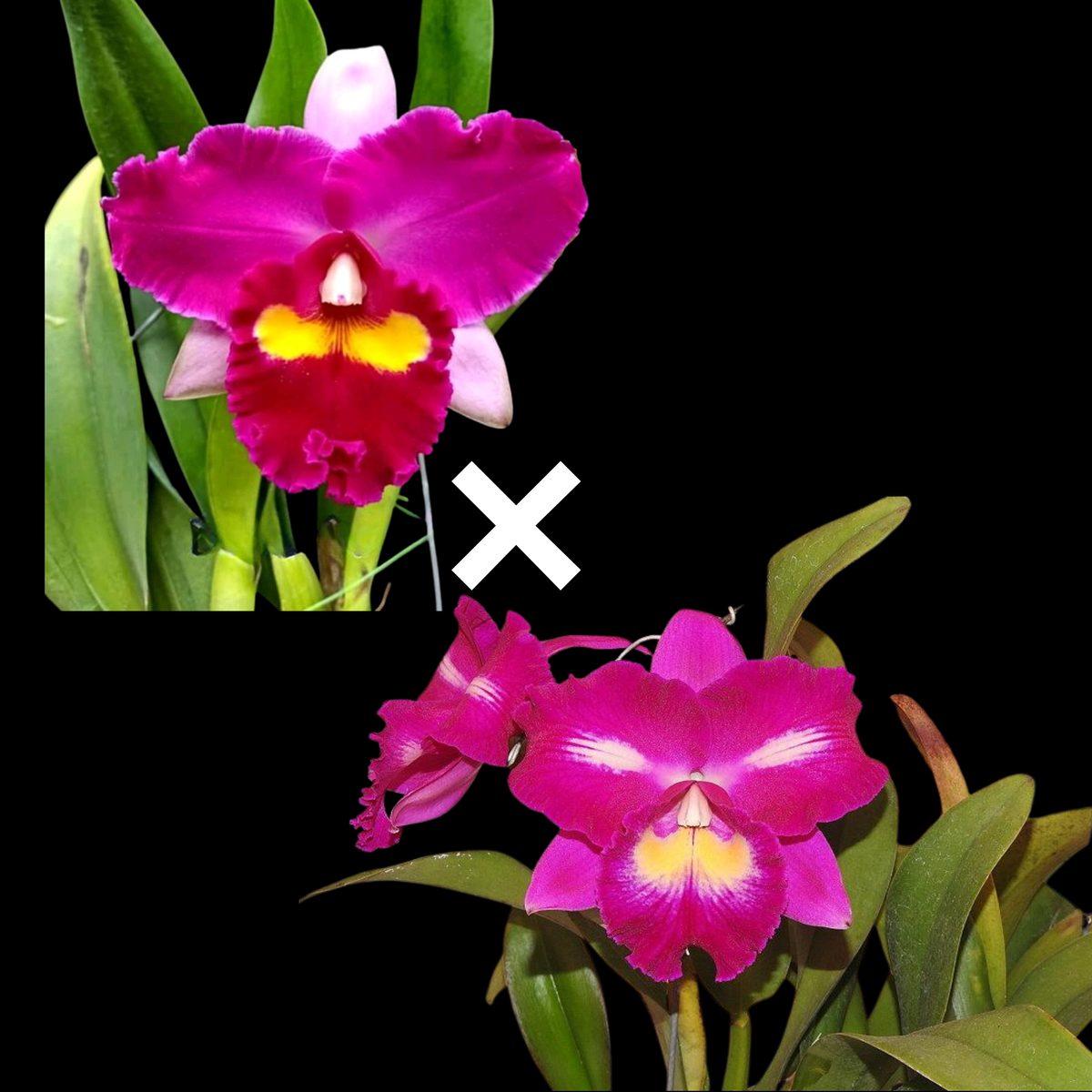 Rlc. Chief Elegant 'YoYo' | 4" pot | BS not in bloom