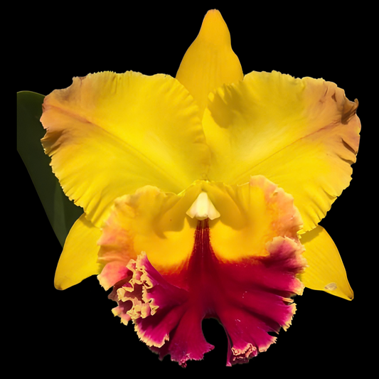 Rlc. Golden Hope | BS not in bloom