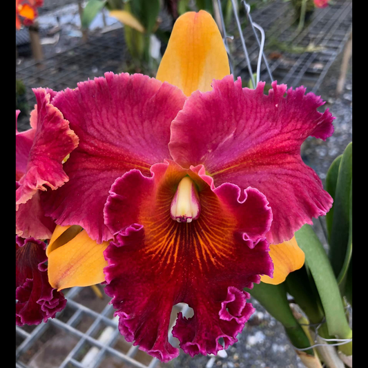 Rlc. Hall of Fame | Extra Large Previously Bloomed