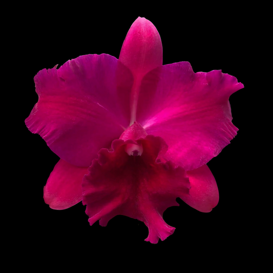 Rlc. Hsinying Scarlet 'Ching Hua' | BS not in bloom | 4" pot