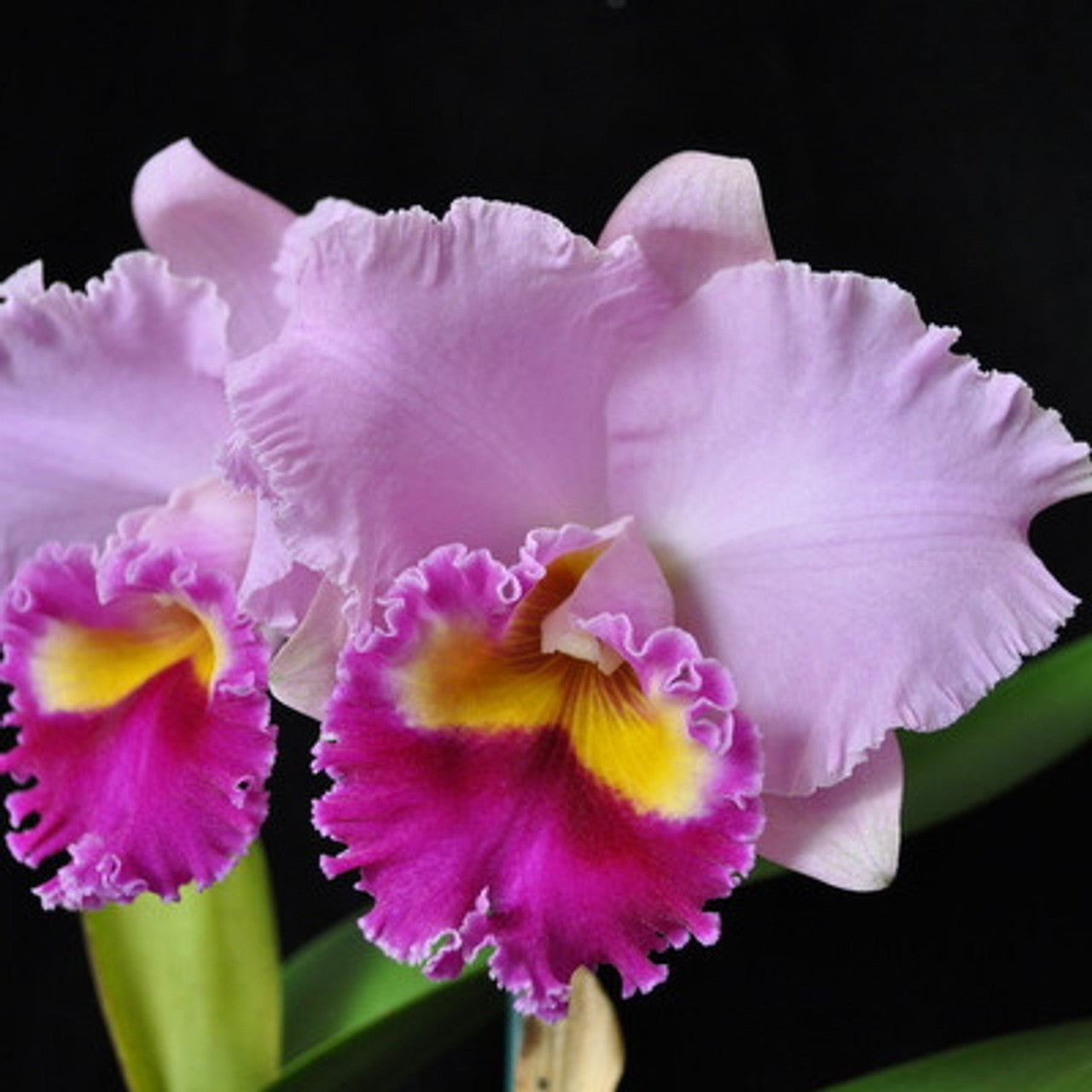 Rlc. Joy Sokabe 'Shining' | Blooming size not in bloom live orchid plant