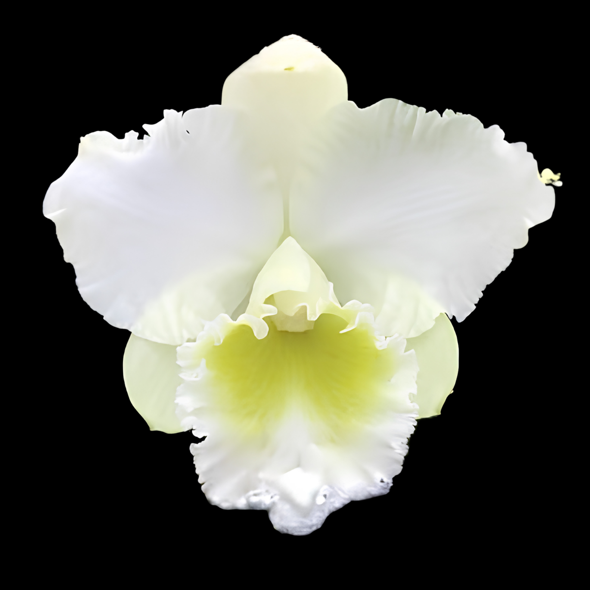 Rlc. Kona Beauty 'White' | BS not in bloom | 5.5" Pot