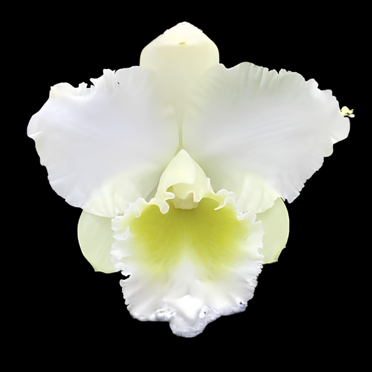 Rlc. Kona Beauty 'White' | BS not in bloom | 5.5" Pot