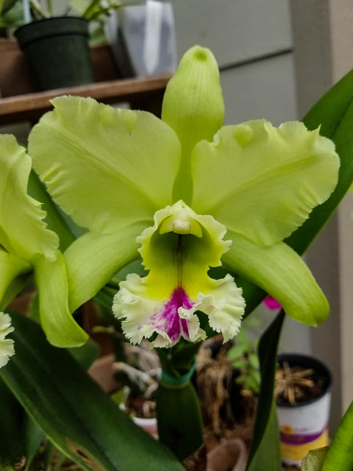 Rlc. Magic Meadow 'Napoleon' | 5.5" Pot | BS not in bloom