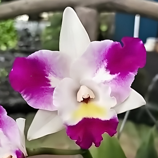 Rlc. Mari's Magic 'Chief Satisfaction' | 3" pot | BS not in bloom