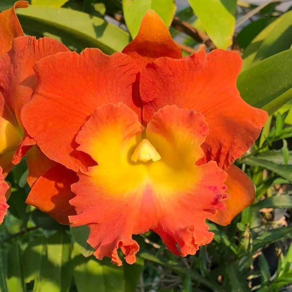 Rlc. Star of Siam | NBS