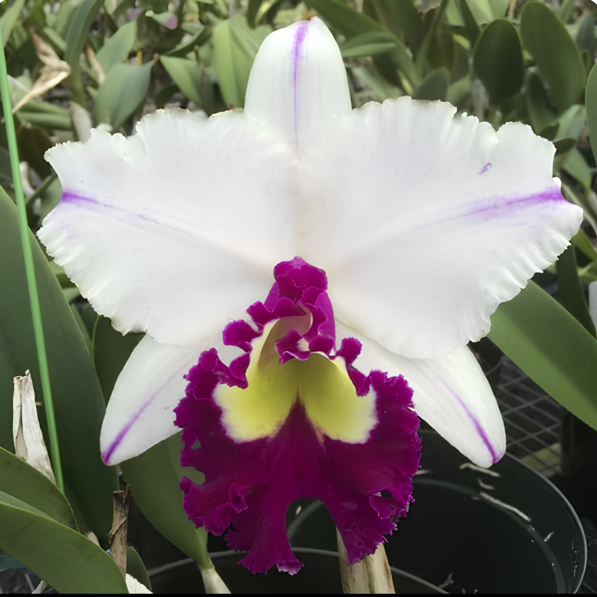 Rlc. Volcano King 'Volcano Queen' | NBS | 3" pot