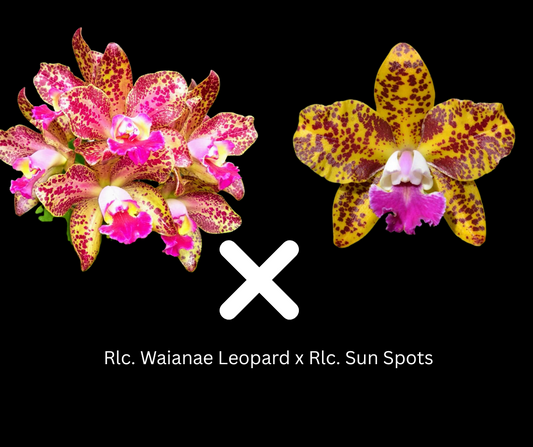 Rlc. Waianae Leopard x Rlc. Sunspots | BS not in bloom