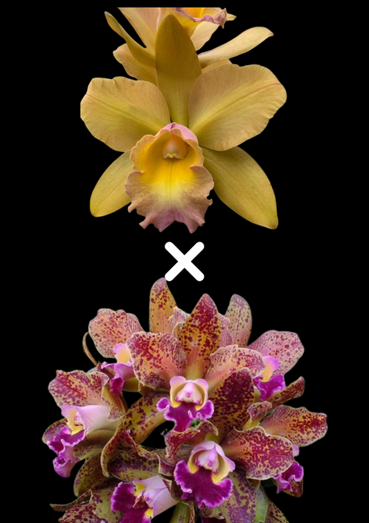 Rlc. Waikiki Gold 'Lea' x Rlc. Waianae Leopard | NBS