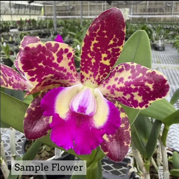 Rlc. Water Song 'C.H' x Rlc. Wiaanae Leopard 'C.H' | 5" pot | Blooming size