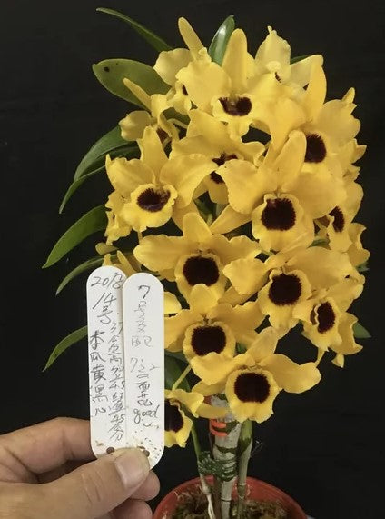 Dendrobium Tianmu Huangdi