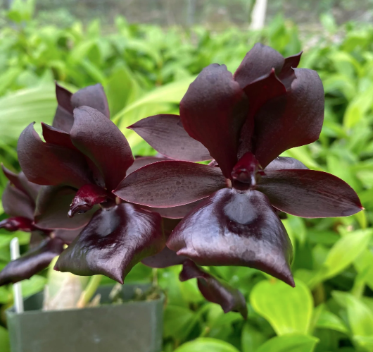 Monnierara Millennium Magic 'Witchcraft' FCC/AOS |