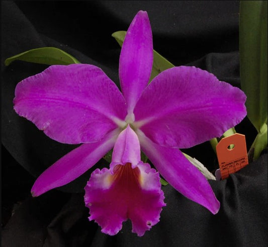 C.  jenmanii v. rubra x sib | 5" pot | Live Blooming Size Not in Bloom