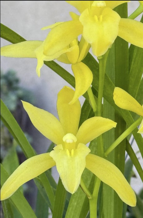 Variegated Cym. Golden Elf 'Sundust' HCC/AOS