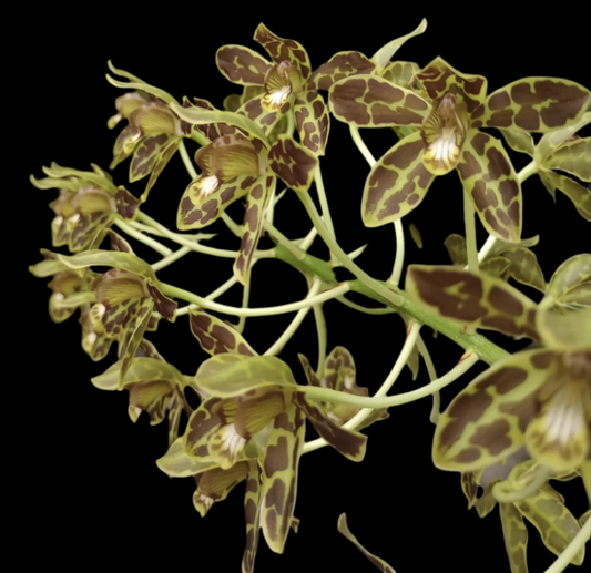 Gram. scriptum multiflora 'Fortune Tiger' | Miniature | BS not in bloom