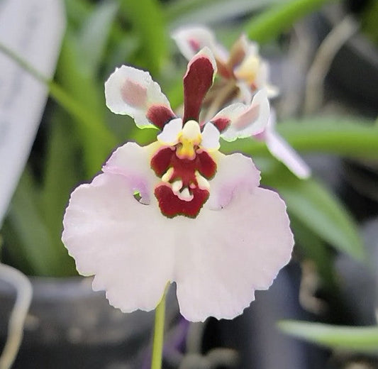 Tolumnia Jairak Flyer 'Pastel Pink' | BS not in bloom