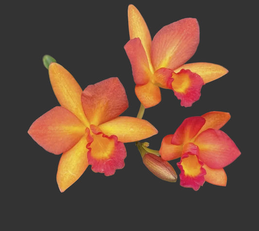 C. Harmill 'Orange Glow' x Ctna. Why Not | BS not in bloom | 3" pot