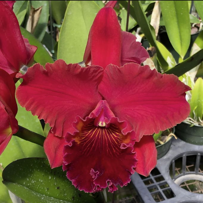 Rlc. Terumi Kaneko 'Volcano Red' | NBS 3" pot