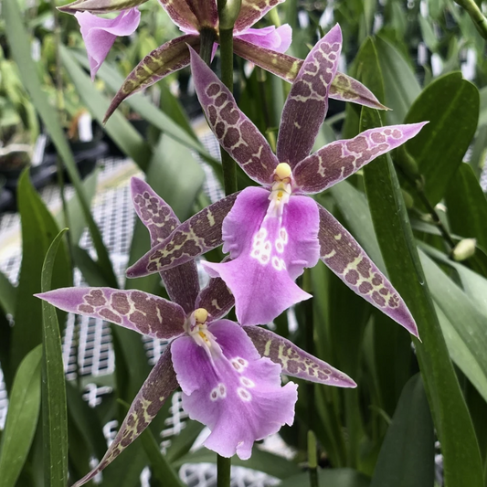 Mtssa. Lavendar Kiss 'Laffy Taffy' | 4" pot | BS not in bloom