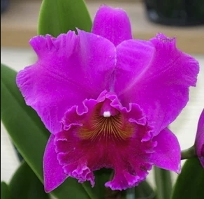 Rlc. Haruko Kanzaki 'Volcano Queen' | 5" pot | BS not in bloom