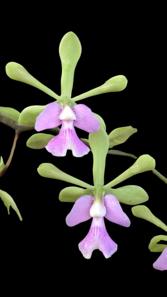 Epy. Serena O'Neil 'Volcano Queen' | BS not in bloom | 4" pot