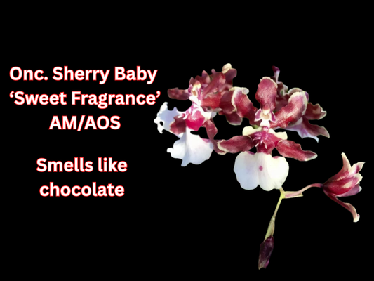 Onc. Sharry Baby 'Sweet Fragrance' AM/AOS: In spike/bud