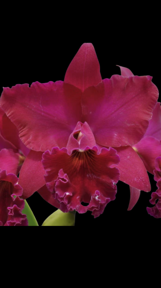 Rlc. Thelma Ayako Tsukamoto 'Volcano Queen' | BS not in bloom | 5.5" pot