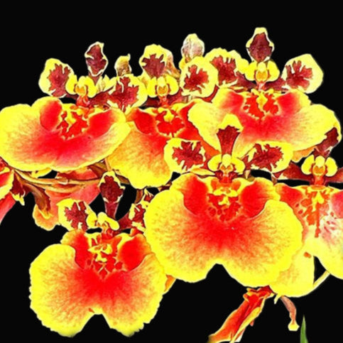 Tolumnia Jairak Firm’ Lion’ | Blooming size minature not in bloom