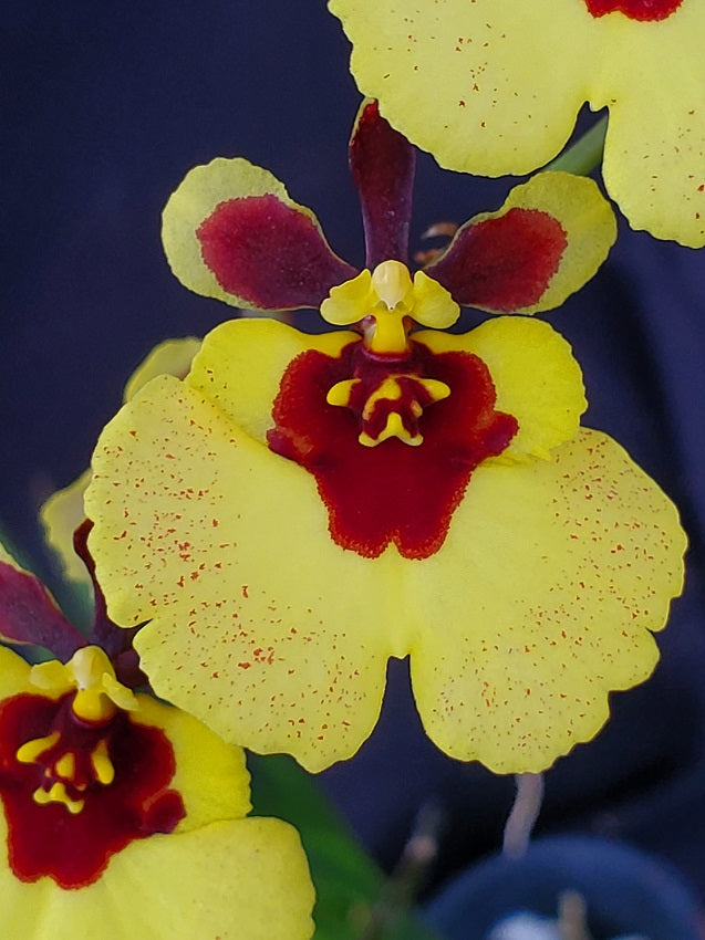 Tolumnia Jairak Firm’ Lion’ | Blooming size minature not in bloom