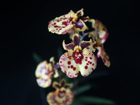 Tolumnia Jairak Flyer 'Ladybug' | Blooming size minature not in bloom