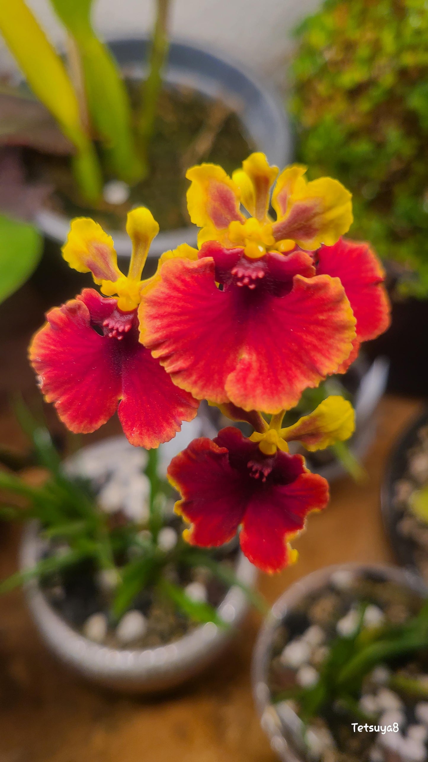 Tolumnia Jairak Flyer ‘Lady in Red’' | Blooming size minature not in bloom