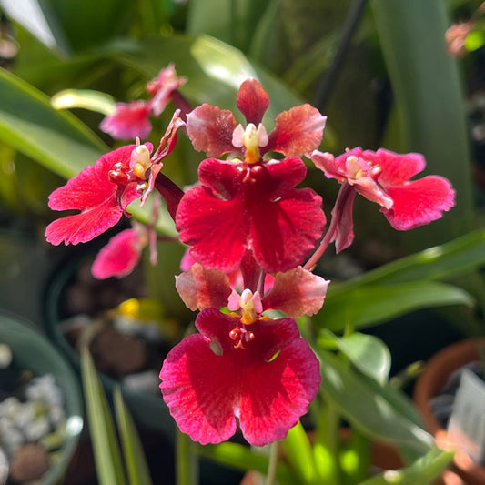 Tolumnia Jairak Flyer 'Red Cherry' | Blooming size miniature not in bloom