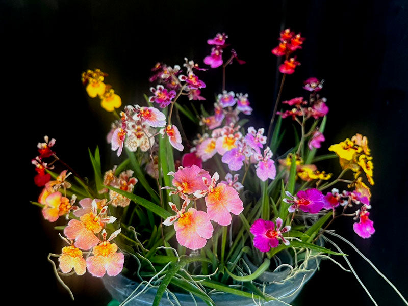 Tolumnia Jairak Rainbow 'Hybrids'| Blooming size miniature not in bloom