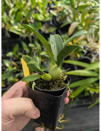 Gomesa Jiaho Queen 'Jia Ho' FCC/AOS. Blooming size miniature oncidium