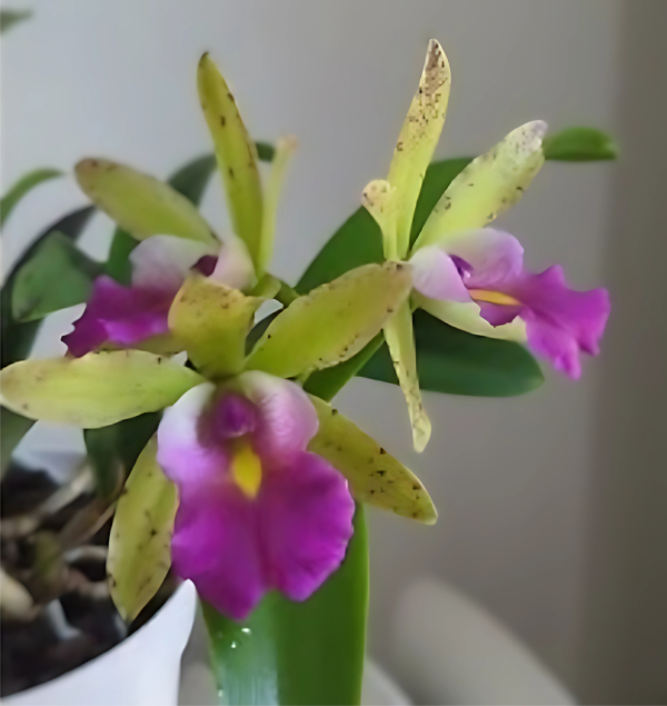 Bc. Hippodamia x C. Small World