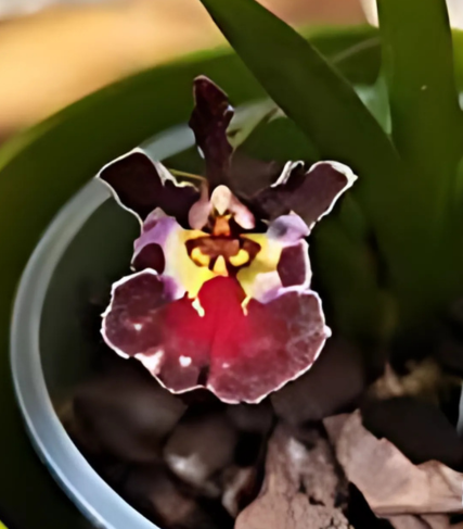 Tolumnia Jairak Flyer ‘Tutterfish’' | Blooming size minature not in bloom