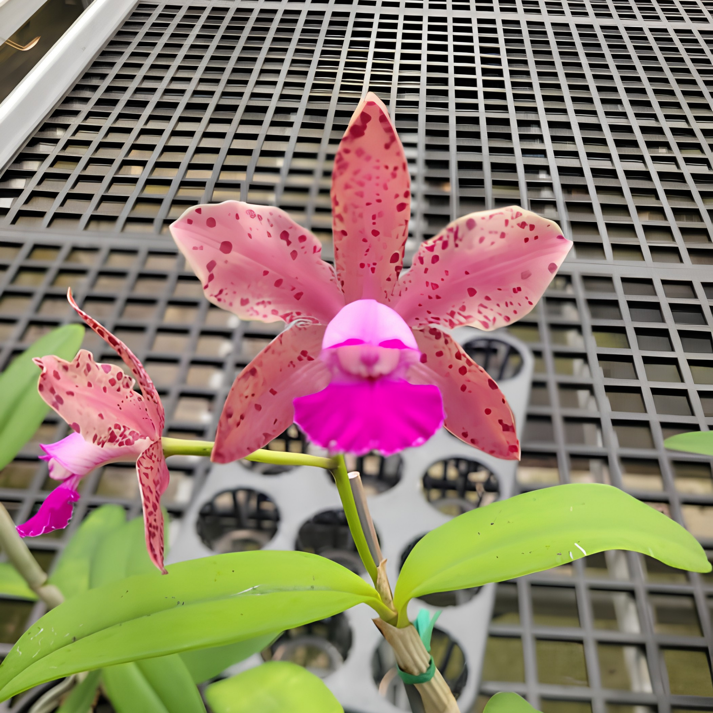 C. Gaudii 'Cinnamon Scent' x C. Black Jack 'Universal' | BS | 5"pot