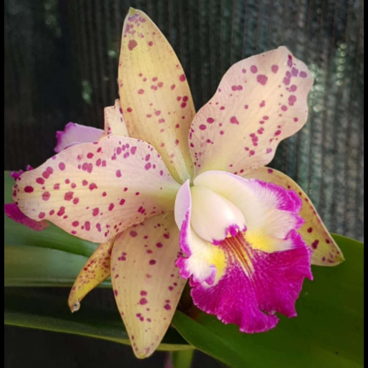 Rlc. Leopard Land | BS 4" pot not in bloom