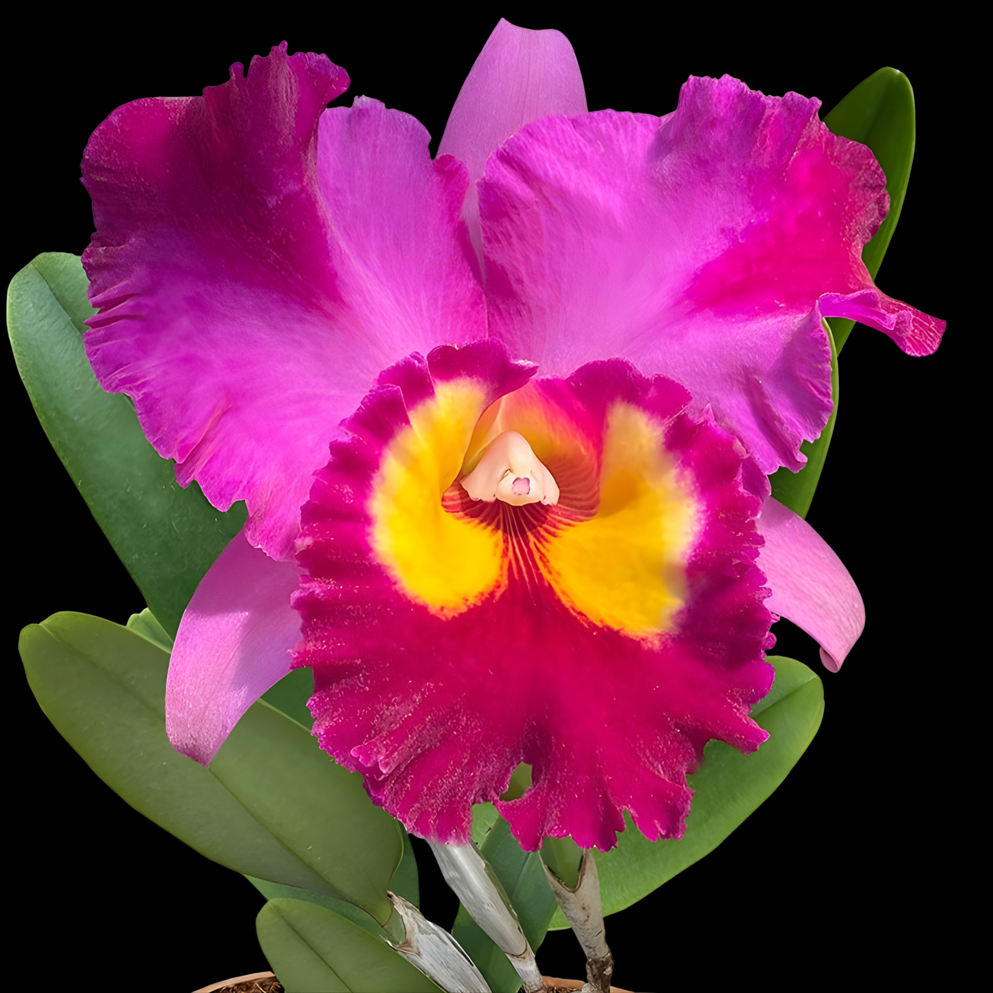 Rlc. Dick Smith 'Dark Beauty' | BS not in bloom | 5" pot