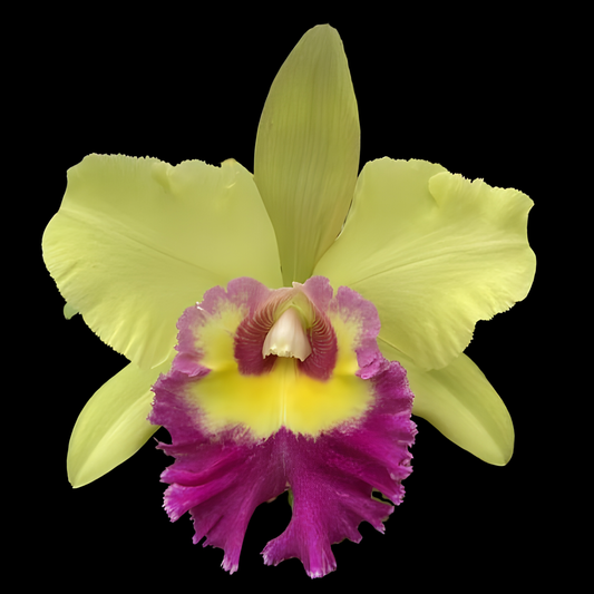 Rlc. Young Kong 'Sun#16' | BS not in bloom | 5" pot