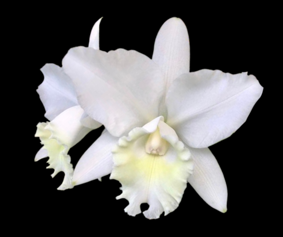 C. Hawaiian Wedding Song 'Virgin' | BS not in bloom | 5.5" pot