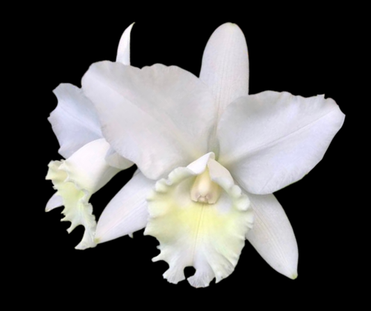 C. Hawaiian Wedding Song 'Virgin' | BS not in bloom | 5.5" pot